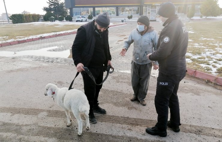 Sürüden kopan sevimli kuzu kendini karayolunda buldu