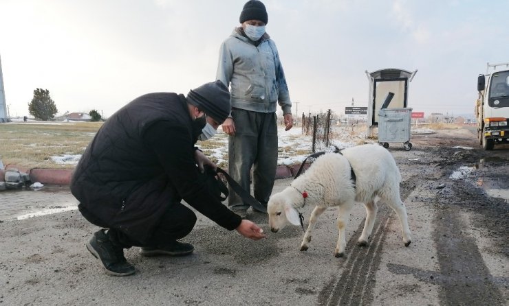 Sürüden kopan sevimli kuzu kendini karayolunda buldu