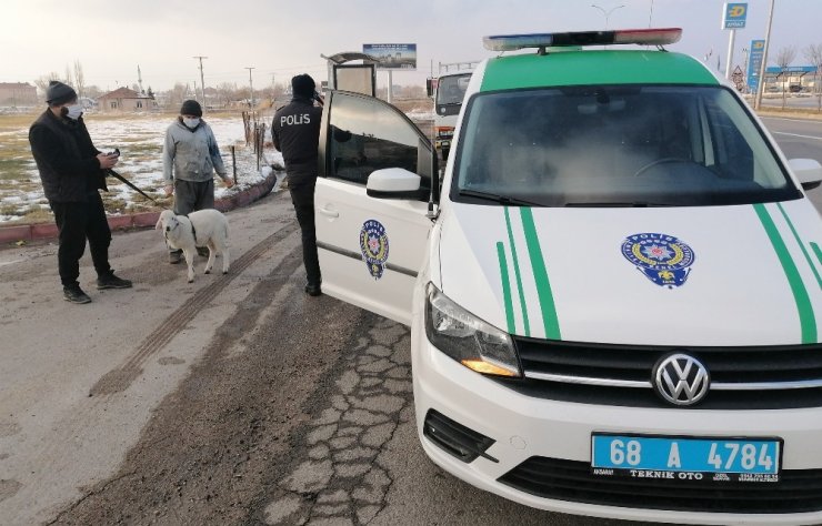 Sürüden kopan sevimli kuzu kendini karayolunda buldu