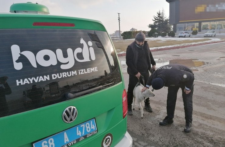 Sürüden kopan sevimli kuzu kendini karayolunda buldu