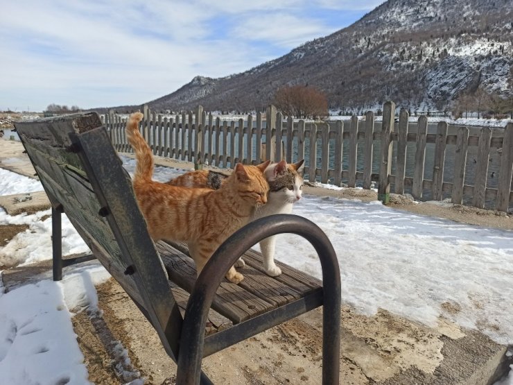 Toroslar’daki Kuğulu Park’ta kısıtlama sessizliği