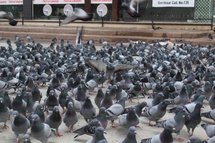 Vatandaşların beslediği güvercinlerin renkli görüntüsü