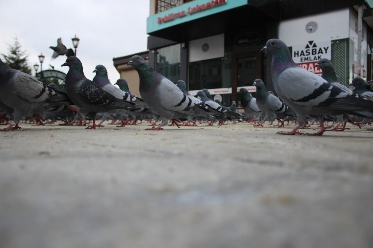 Vatandaşların beslediği güvercinlerin renkli görüntüsü