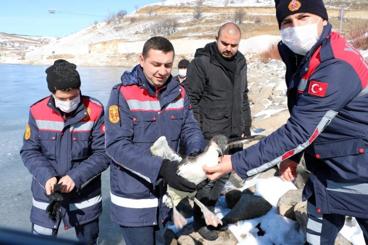 İtfaiye ekipleri buz tutan gölde donmak üzere olan kuşu kurtardı