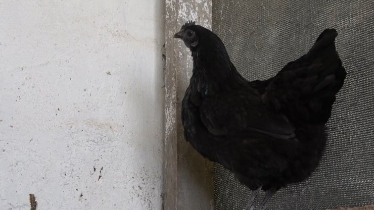 ’Ayam Cemani’ cinsi horoz ve tavuk görenleri şaşırtıyor: İç organları dahi kömür karası