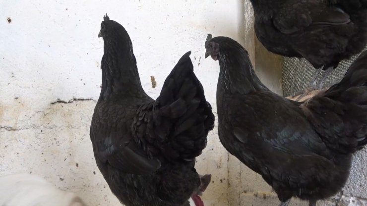 ’Ayam Cemani’ cinsi horoz ve tavuk görenleri şaşırtıyor: İç organları dahi kömür karası