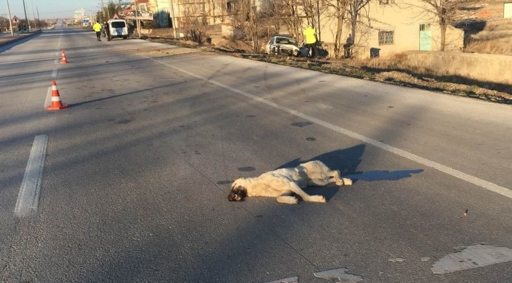 Yola çıkan köpeğe çarpan cip şarampole indi, sürücü yaralandı