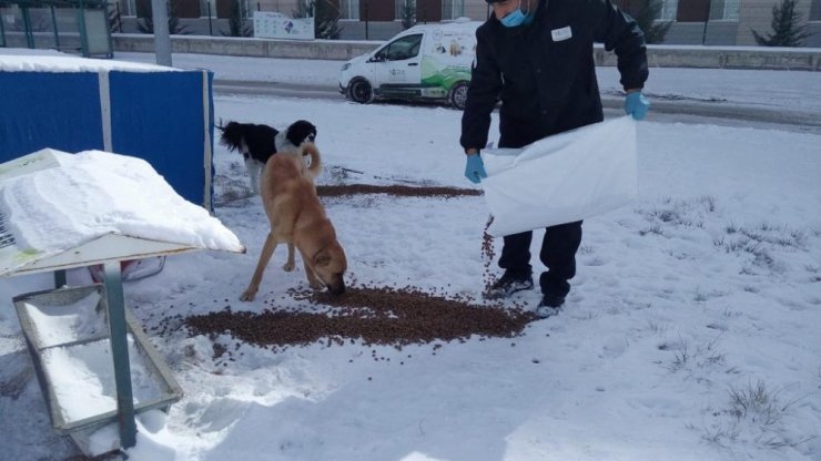 Niğde Belediyesi, sokak hayvanları için mama bıraktı