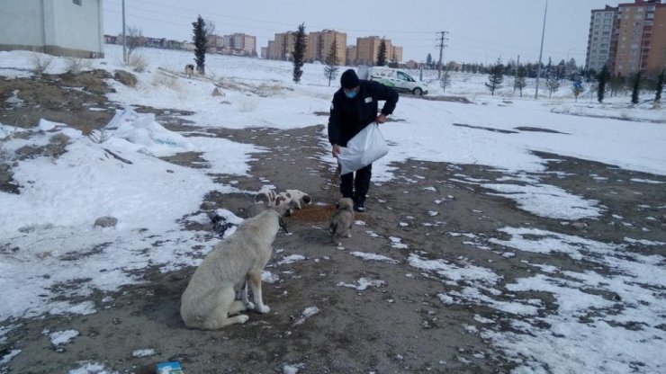 Niğde Belediyesi, sokak hayvanları için mama bıraktı