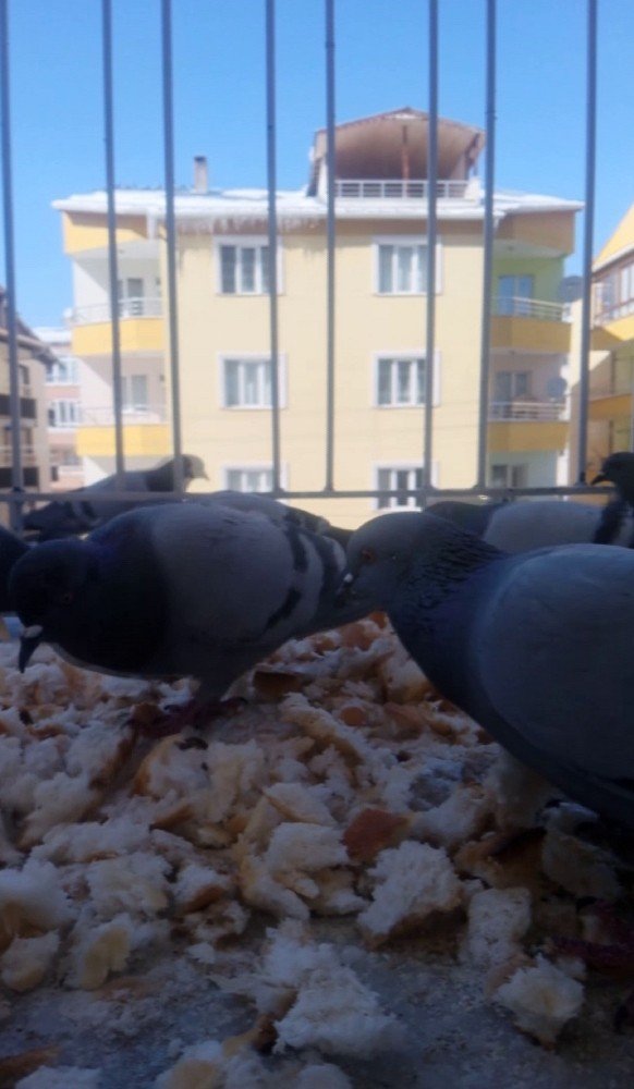 Dondurucu soğukta yem bulmakta güçlük çeken kuşları besledi