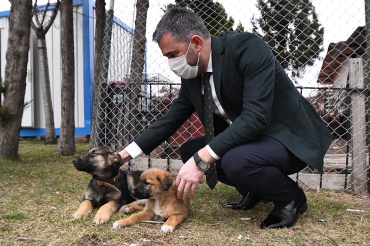 Pursaklar Belediyesi sokak hayvanlarını sahiplendiriyor