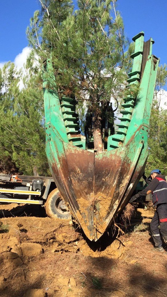 BOTAŞ’tan Saros Körfezi’nde gerçekleştirdiği proje alanına 100 bin ağaç