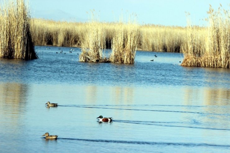 Kuş Cenneti’nde göç hareketliliği başladı