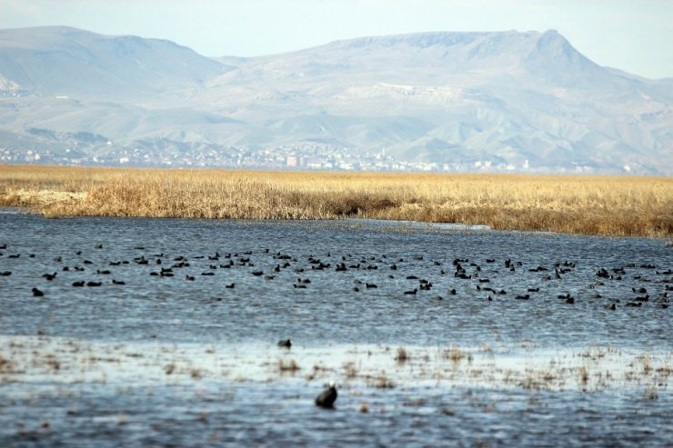 Kuş Cenneti’nde göç hareketliliği başladı