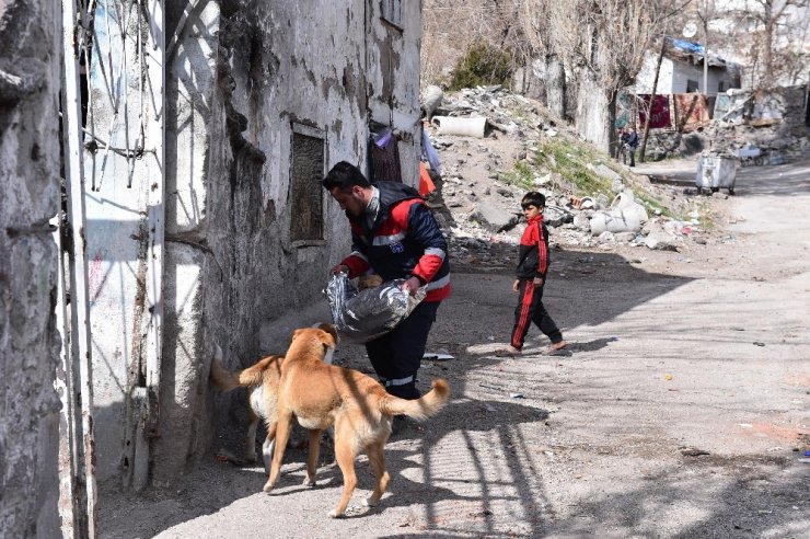 Ankara Büyükşehir Belediyesi, sokak hayvanlarına mama desteğini sürdürüyor