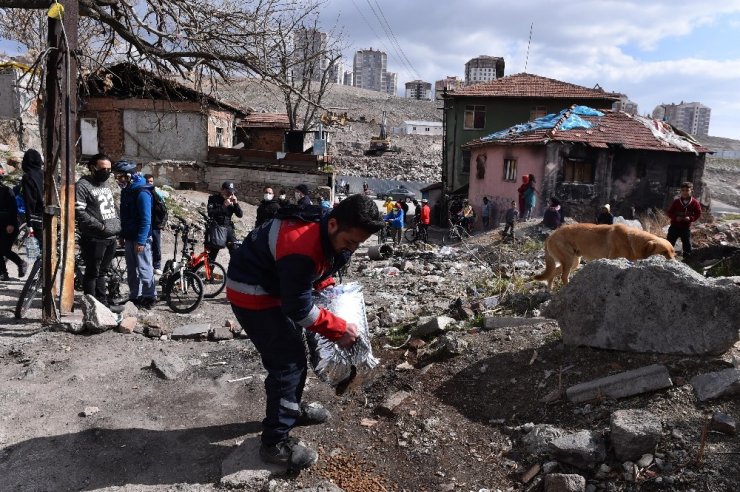 Ankara Büyükşehir Belediyesi, sokak hayvanlarına mama desteğini sürdürüyor