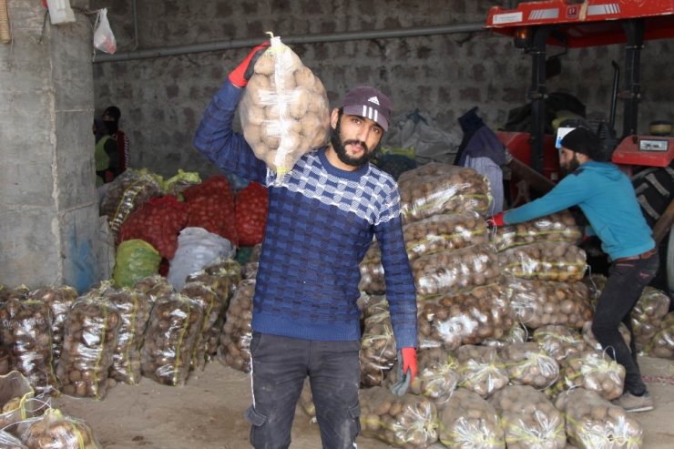 Bağcılar Belediyesi, Nevşehir’den 100 ton patates aldı