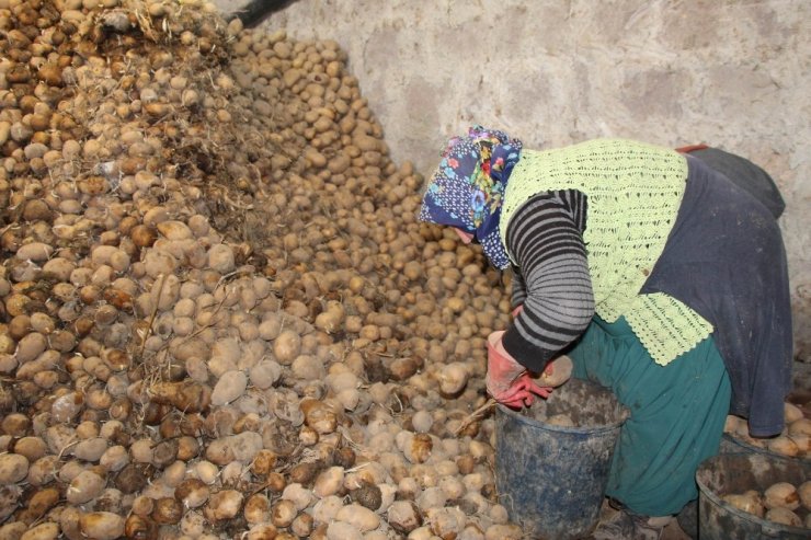 Bağcılar Belediyesi, Nevşehir’den 100 ton patates aldı