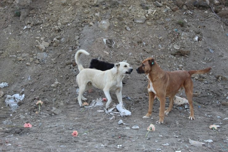 Gölbaşın’da köpeklerin katledildiği yere karanfil bırakıldı