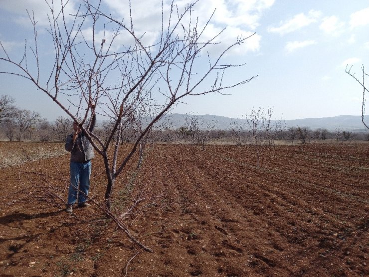 Günyüzü’nde ağaç budama başladı