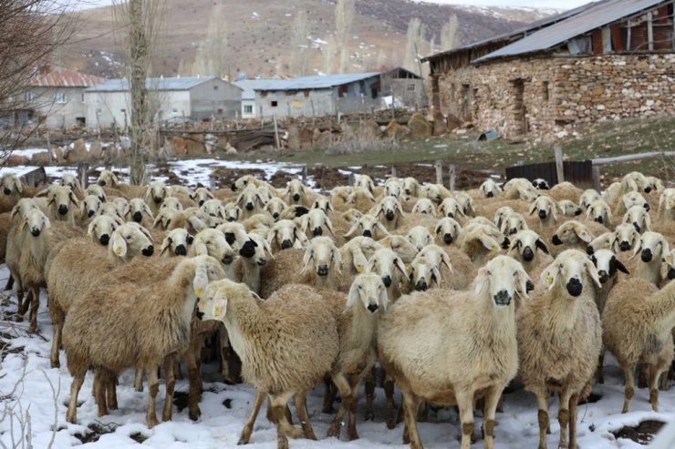 Bu projeyle çiftçiler 22 bin hayvana kavuştu