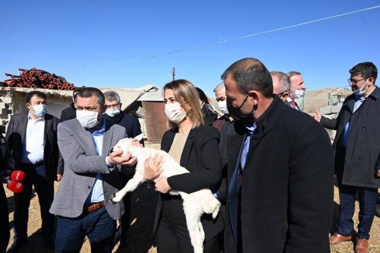 Yangında koyunları ölen çiftçiye Vali destek çıktı