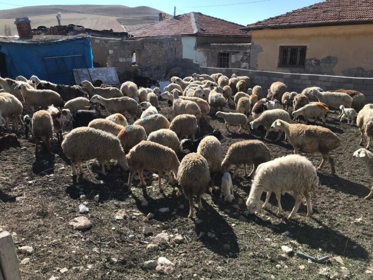 Yangında koyunları ölen çiftçiye Vali destek çıktı