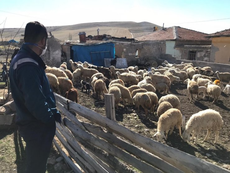 Yangında koyunları ölen çiftçiye Vali destek çıktı