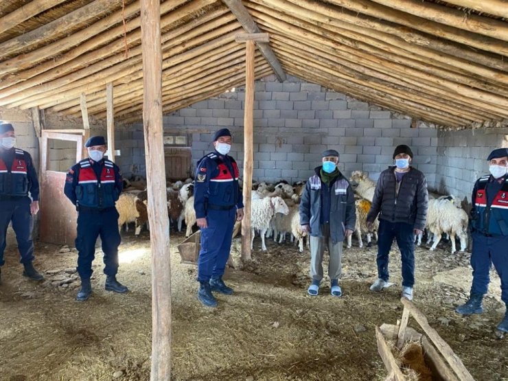 Kayıp koyunları jandarma ekipleri drone ile buldu