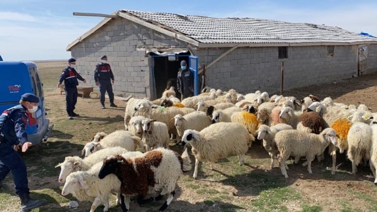 Kayıp koyunları jandarma ekipleri drone ile buldu