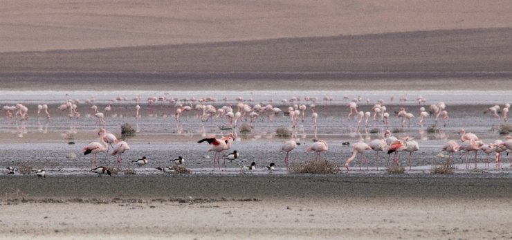 Düden Gölü’ndeki flamingo sayısı düştü