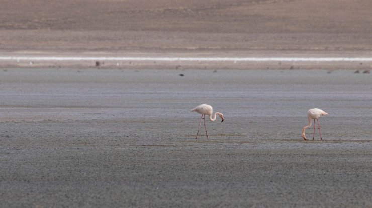 Düden Gölü’ndeki flamingo sayısı düştü