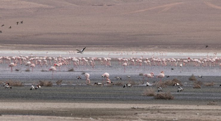 Düden Gölü’ndeki flamingo sayısı düştü