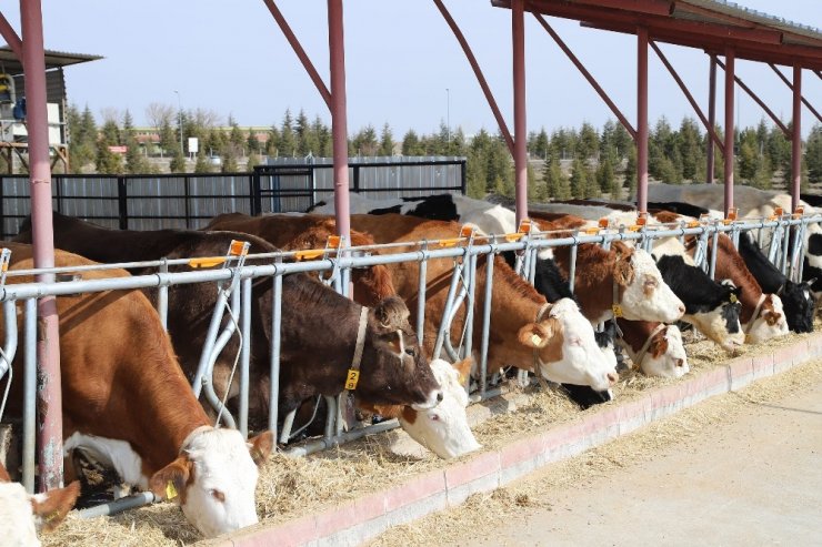 Konya Büyükşehir ve SÜ’den Konya tarımı için örnek iş birliği