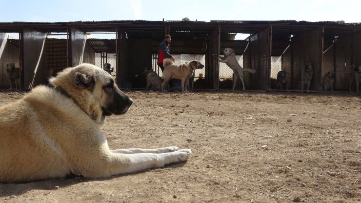 Kangallar dünya basınında gündem oldu