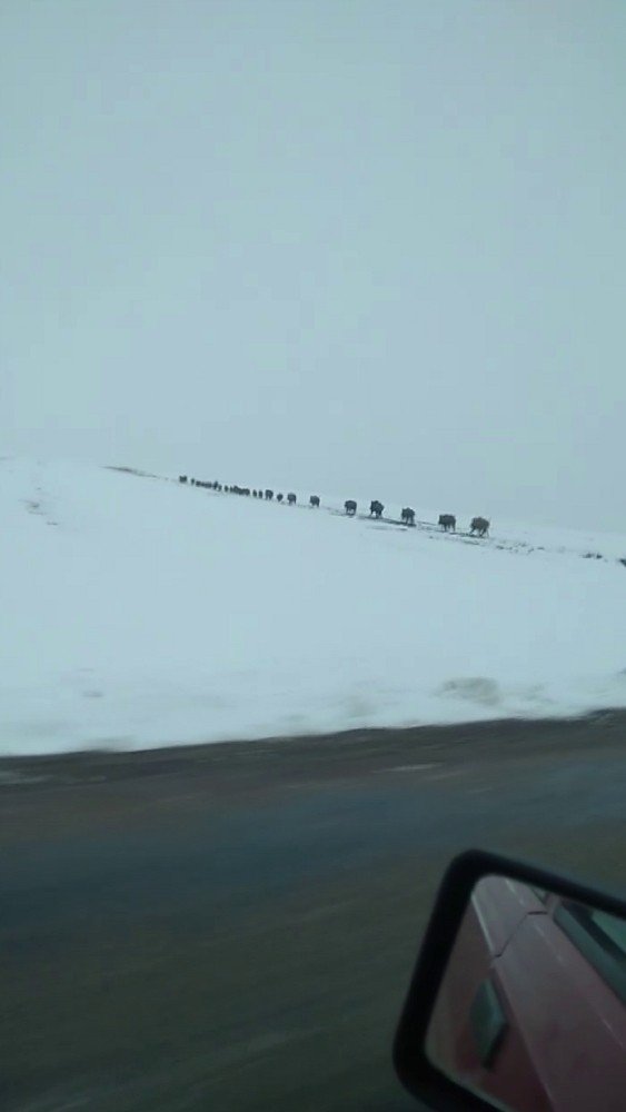 Onlarcası bir arada görüntülendi, görüntüler hayrete düşürdü