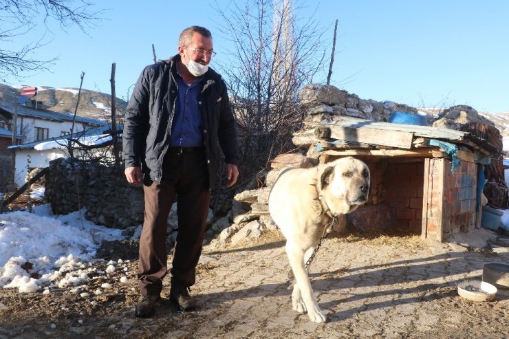 2 kangal sürüye yaklaşan ayıyı böyle kovaladı