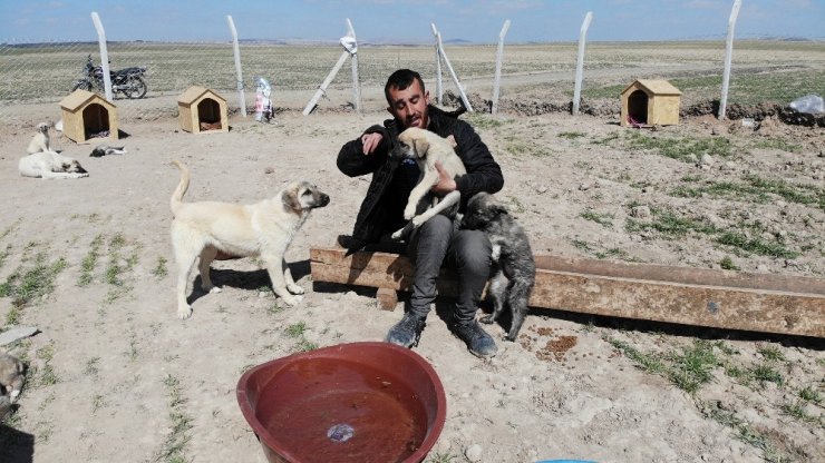 Köpekleriyle köyünden kovulan engelli genç, kendini “Canlar”ına adadı