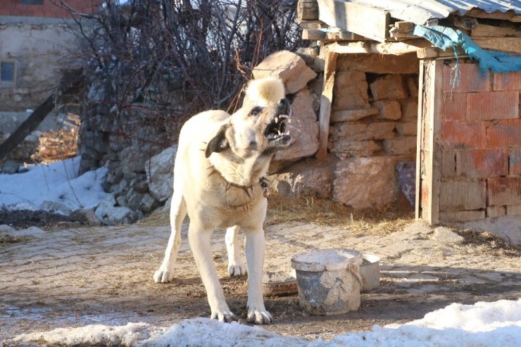 2 kangal sürüye yaklaşan ayıyı böyle kovaladı