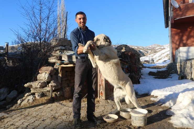 2 kangal sürüye yaklaşan ayıyı böyle kovaladı