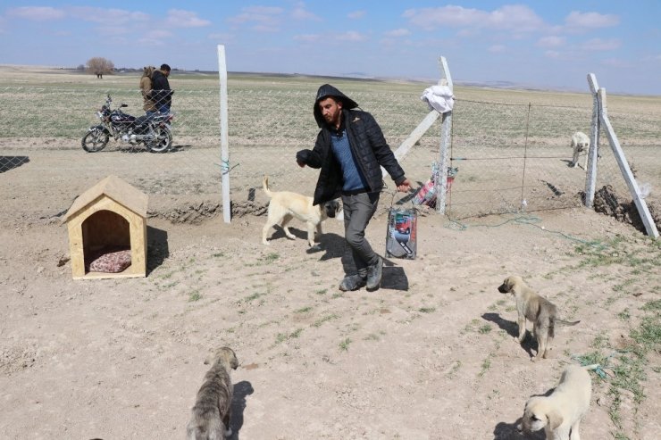 Köpekleriyle köyünden kovulan engelli genç, kendini “Canlar”ına adadı