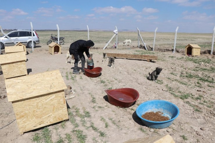 Köpekleriyle köyünden kovulan engelli genç, kendini “Canlar”ına adadı