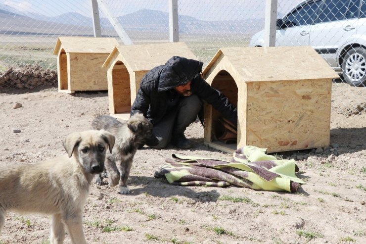 Köpekleriyle köyünden kovulan engelli genç, kendini “Canlar”ına adadı