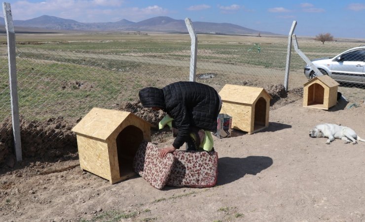 Köpekleriyle köyünden kovulan engelli genç, kendini “Canlar”ına adadı