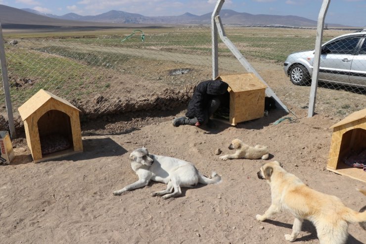 Köpekleriyle köyünden kovulan engelli genç, kendini “Canlar”ına adadı