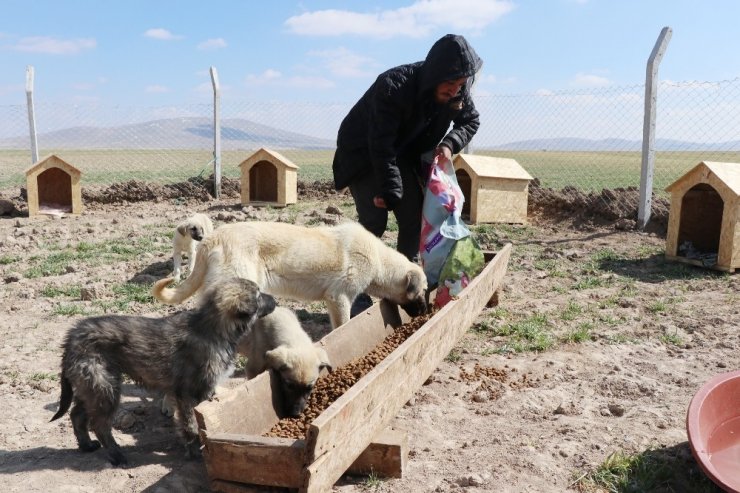 Köpekleriyle köyünden kovulan engelli genç, kendini “Canlar”ına adadı