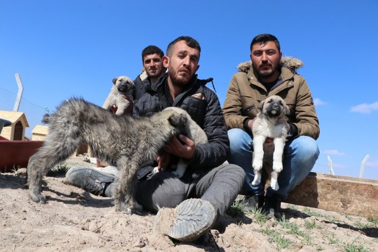 Köpekleriyle köyünden kovulan engelli genç, kendini “Canlar”ına adadı