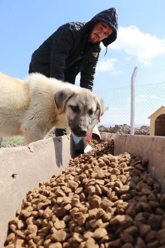 Köpekleriyle köyünden kovulan engelli genç, kendini “Canlar”ına adadı