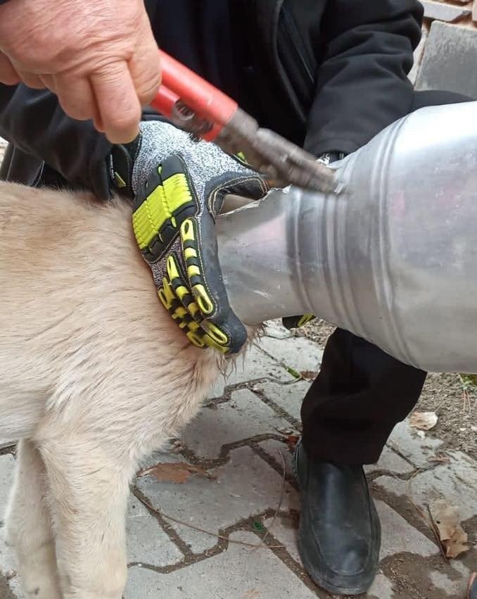 Kafası güğüme sıkışan köpeği itfaiye ekipleri kurtardı