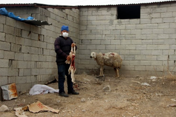 Molulu besici başıboş köpeklerden şikayetçi